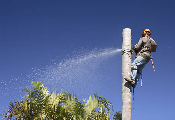 Best Tree Trimming and Pruning  in Summersville, WV