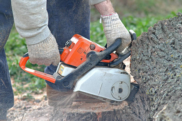 Best Tree Health Inspection  in Summersville, WV